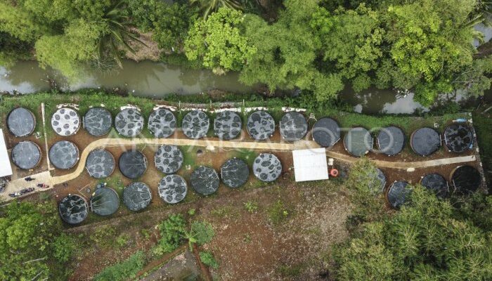 Pasar Ikan Nila Terdekat