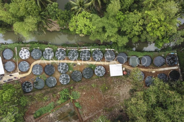 Pasar ikan nila terdekat