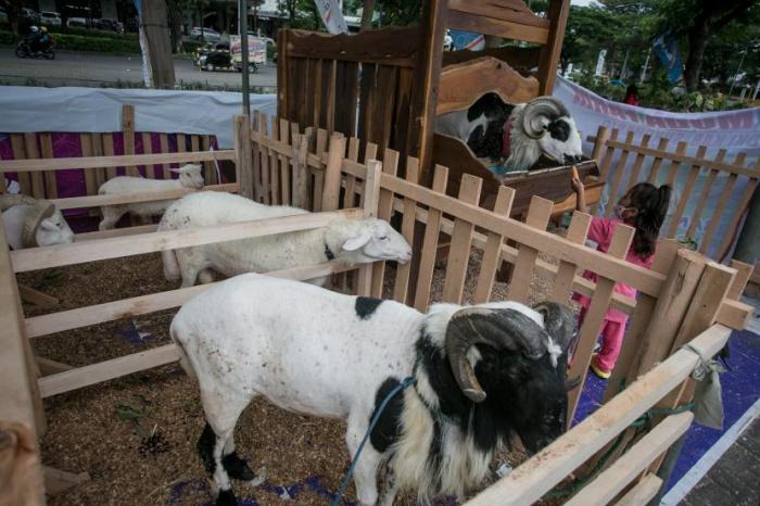 Kambing etawa untuk wisata edukatif