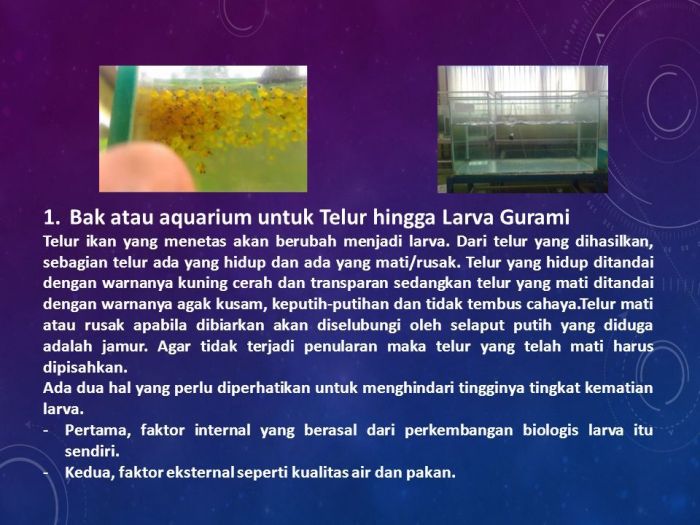 Persiapan kolam ikan gurame