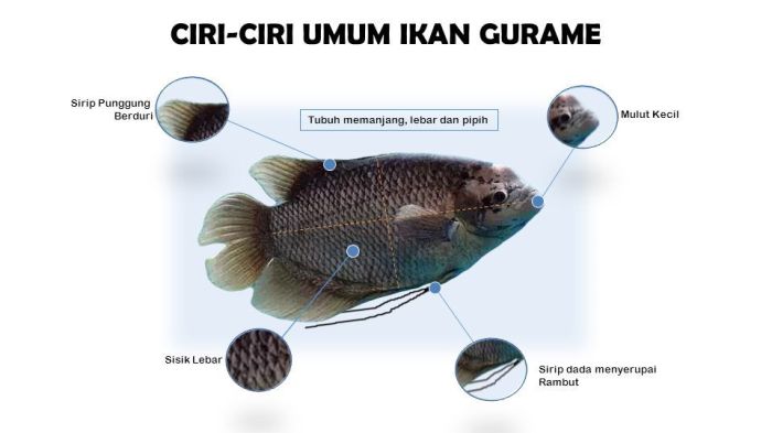 Ciri-ciri gurame sehat
