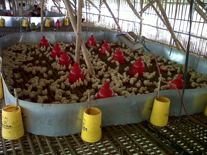 Pemisahan anakan ayam kampung