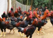 Perbedaan Ayam Bangkok Asli Dan Kampung
