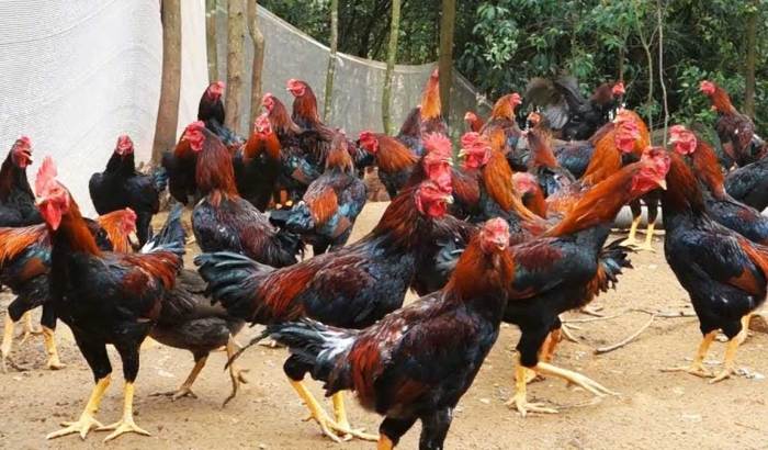 Perbedaan ayam bangkok asli dan kampung