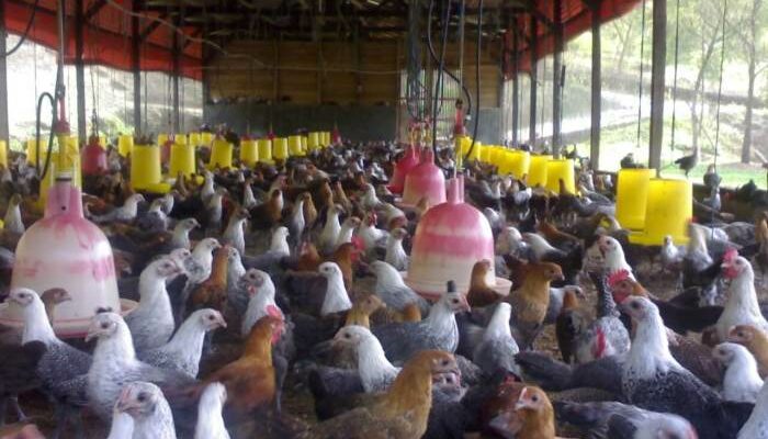 Beternak Ayam Kampung Pemula