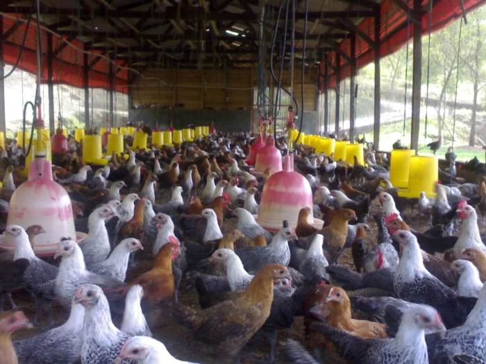 Analisa usaha ternak ayam kampung