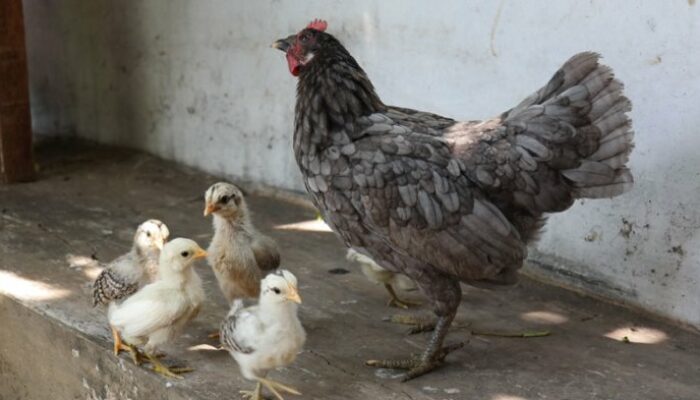 Ternak Ayam Kampung Pedaging