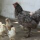Ternak ayam kampung pedaging
