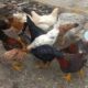 Pakan alternatif untuk ayam kampung
