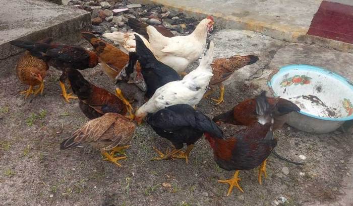 Pakan alternatif untuk ayam kampung
