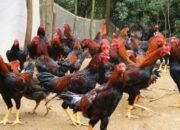 Cara Beternak Ayam Kampung Untuk Pemula