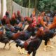 Ayam kampung ternak analisis usaha