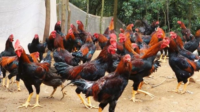 Ayam kampung ternak analisis usaha