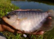 Hama Pengganggu Ikan Gurame