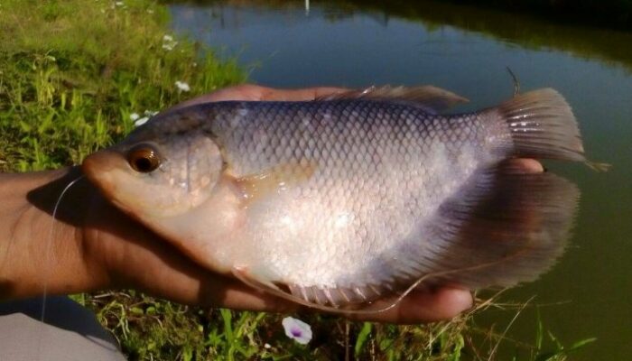 Hama Pengganggu Ikan Gurame