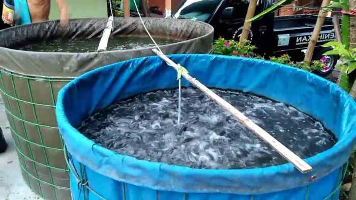 Persiapan Kolam Ikan Nila