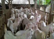 Panduan Jitu Beternak Kambing Etawa di Dataran Tinggi