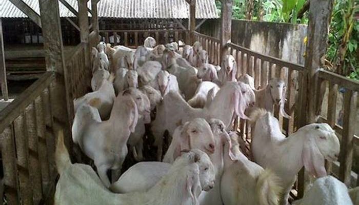 Kambing Etawa Di Dataran Tinggi