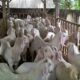 Panduan Jitu Beternak Kambing Etawa di Dataran Tinggi