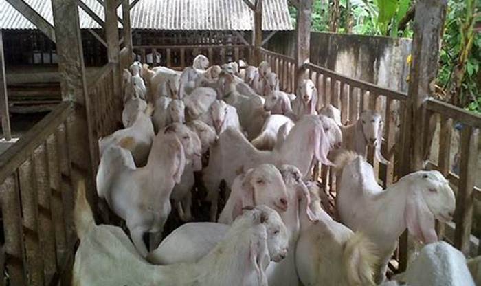 Panduan Jitu Beternak Kambing Etawa di Dataran Tinggi Panduan Jitu Beternak Kambing Etawa di Dataran Tinggi