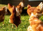 Peluang usaha ayam kampung