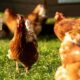 Peluang usaha ayam kampung