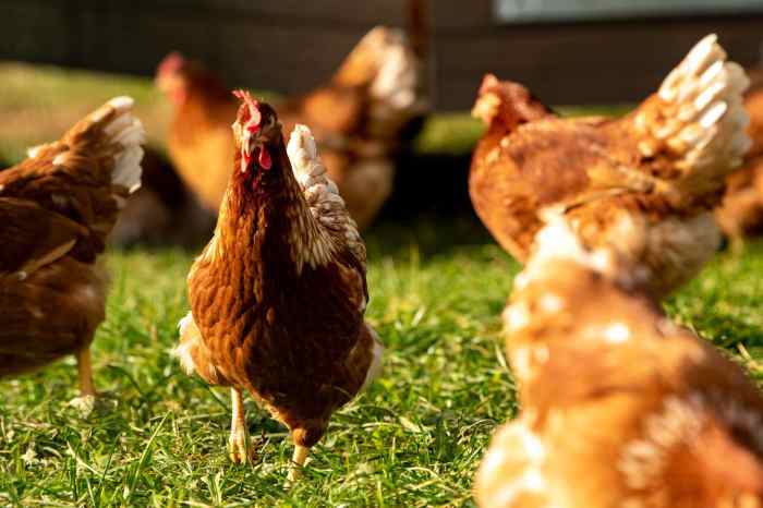 Peluang usaha ayam kampung