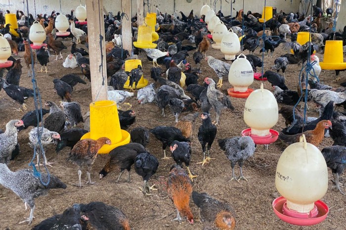 Pakan alternatif untuk ayam kampung