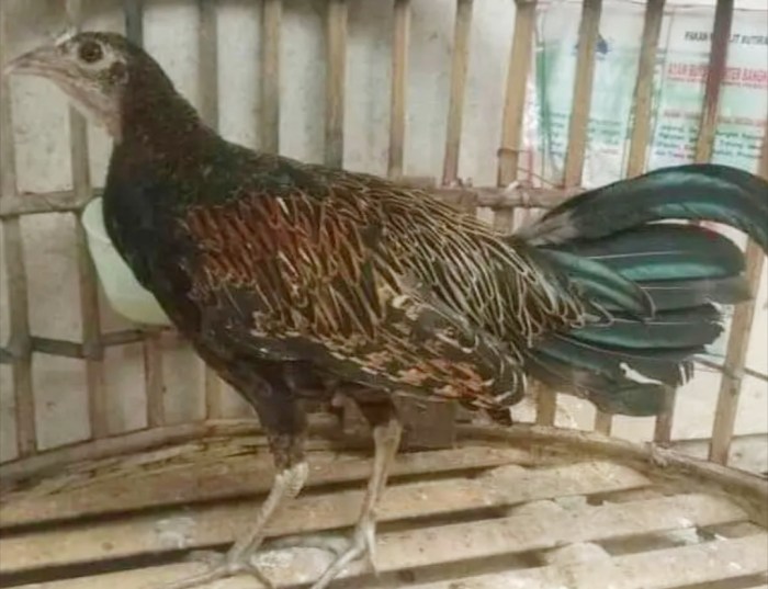Komunitas pecinta ayam hutan Indonesia