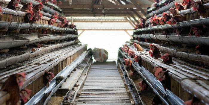 Budidaya ayam kampung tanpa ribet
