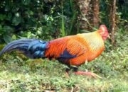 Teknik Penangkaran Ayam Hutan Langka