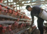 Analisa Bisnis Ayam Broiler