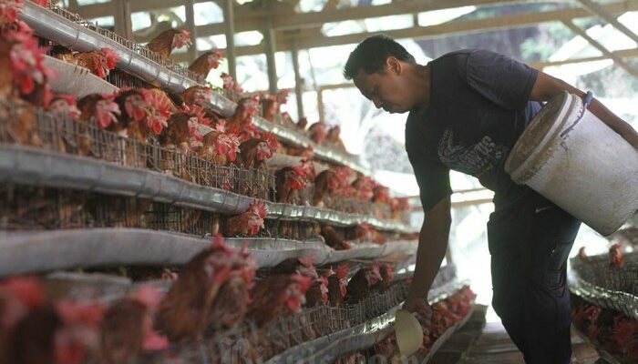 Analisa Bisnis Ayam Broiler