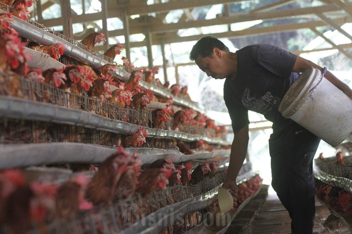 Analisa Bisnis Ayam Broiler