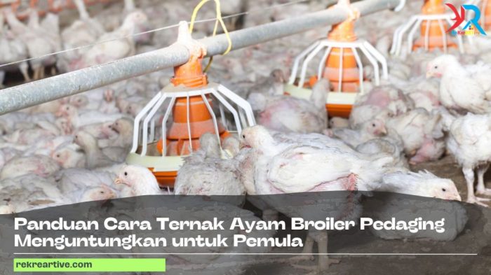 Panduan Cara Ternak Ayam Broiler Pedaging Menguntungkan untuk Pemula ... Perhitungan budidaya broiler 2025