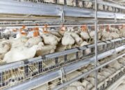 Sistem Kandang Ayam Broiler