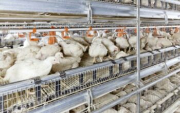 Sistem kandang ayam broiler 2025