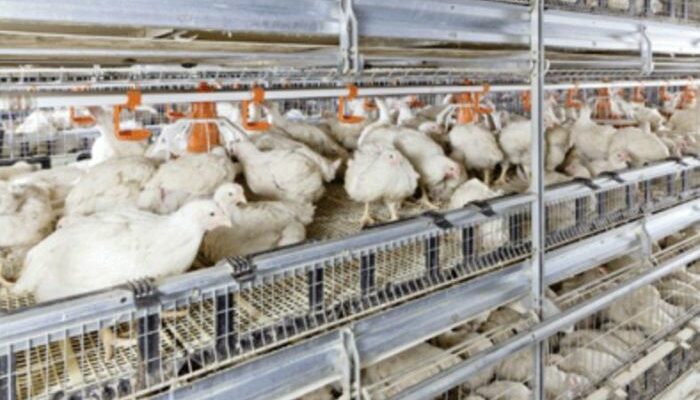 Sistem Kandang Ayam Broiler