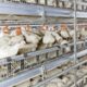 Sistem kandang ayam broiler 2025