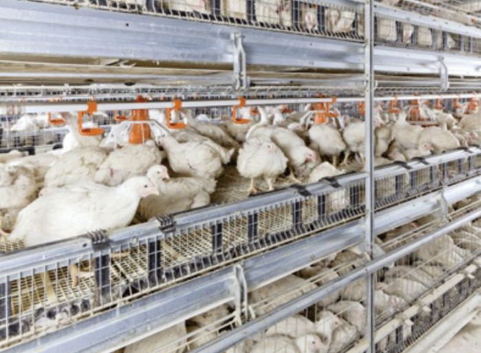 Strategi Branding Produk Broiler