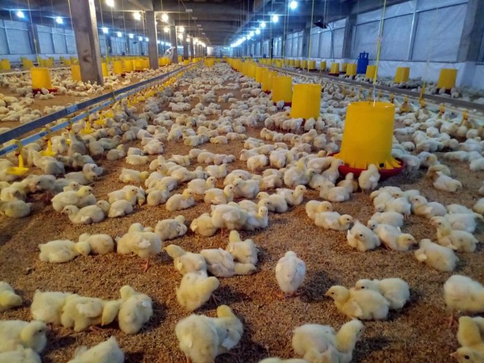 Aplikasi monitoring ayam broiler