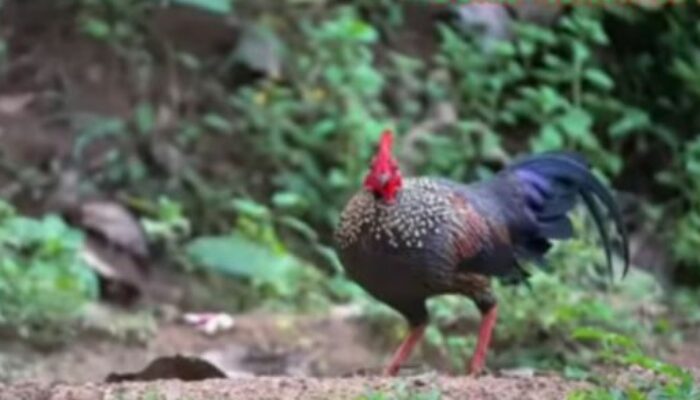 Ayam Hutan Hybrid vs Murni