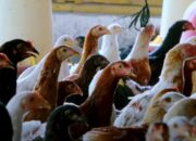 Langkah Awal Ternak Broiler 2025