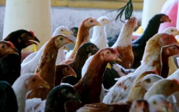 Langkah awal ternak broiler 2025