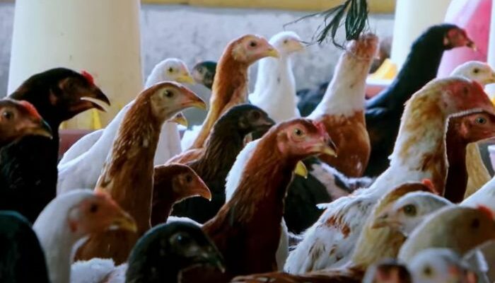 Langkah Awal Ternak Broiler 2025