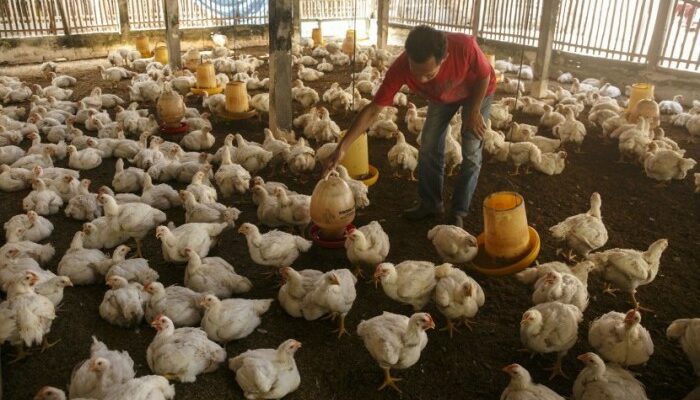 Cara Memulai Bisnis Ayam Broiler