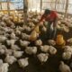 Usaha ternak ayam broiler skala kecil - racun shopee promo indonesia