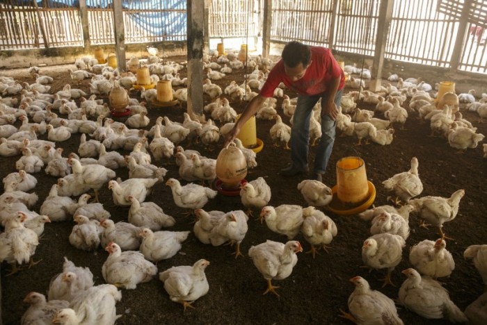 Usaha ternak ayam broiler skala kecil - racun shopee promo indonesia Usaha ternak ayam broiler skala kecil - racun shopee promo indonesia