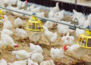 Asuransi Usaha Ternak Broiler