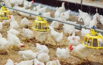 Asuransi usaha ternak broiler